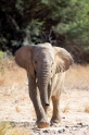 wuestenelefant031009-39