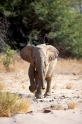 wuestenelefant031009-40