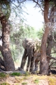 wuestenelefant031009-47