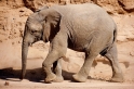 wuestenelefant031009-49