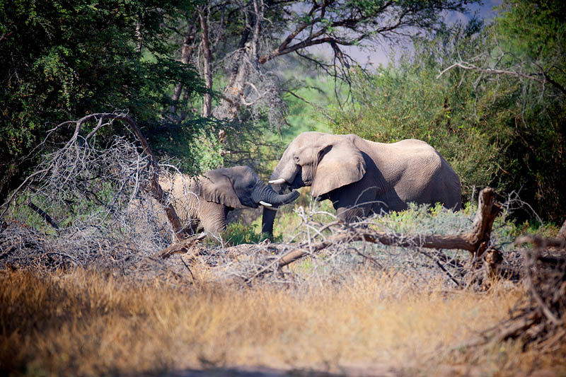 wuestenelefant031009-17.jpg