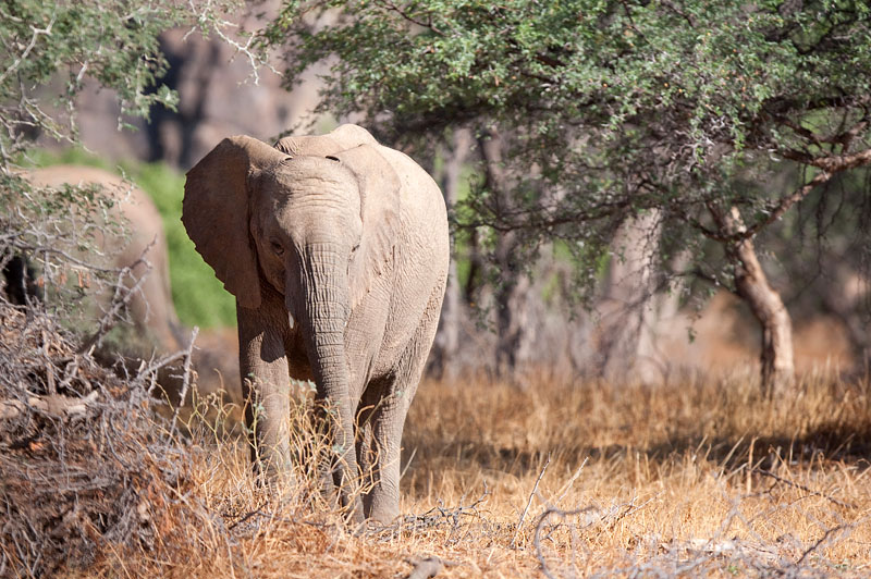 wuestenelefant031009-45.jpg