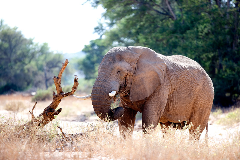 wuestenelefant031009-48.jpg