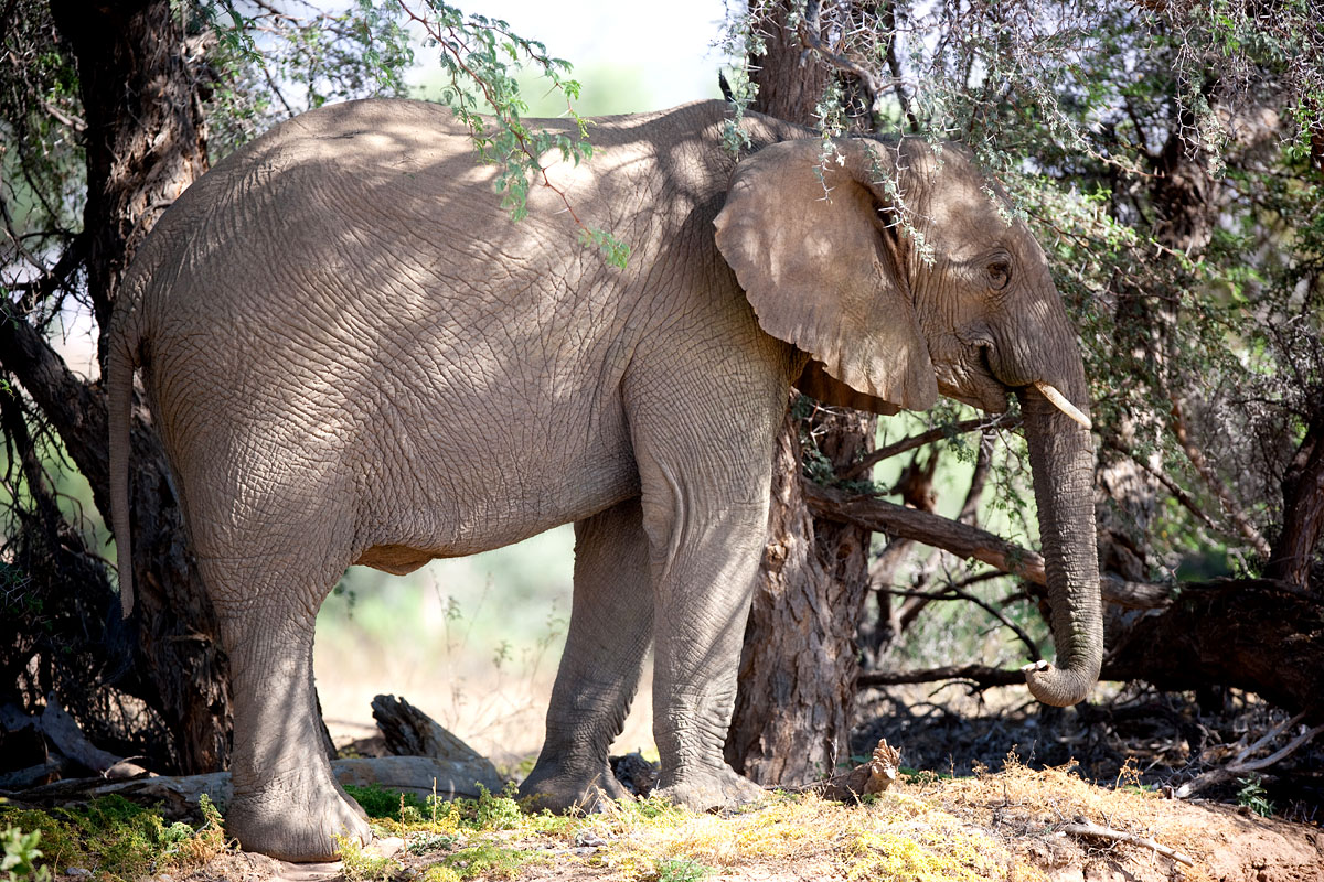 wuestenelefant031009-53.jpg