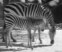 zebra