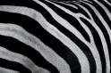 zebra011107-1