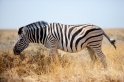 zebra041009-9