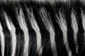 zebra161016-7