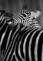 zebra260108-2