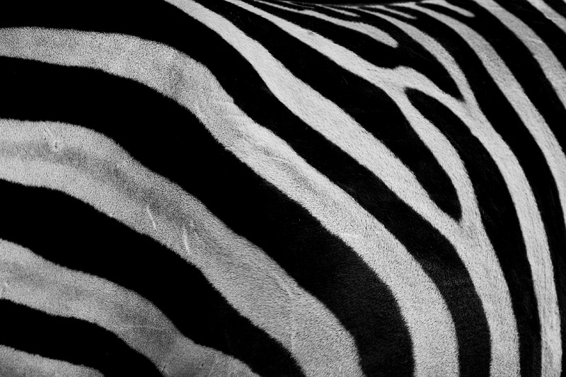zebra011107-1.jpg