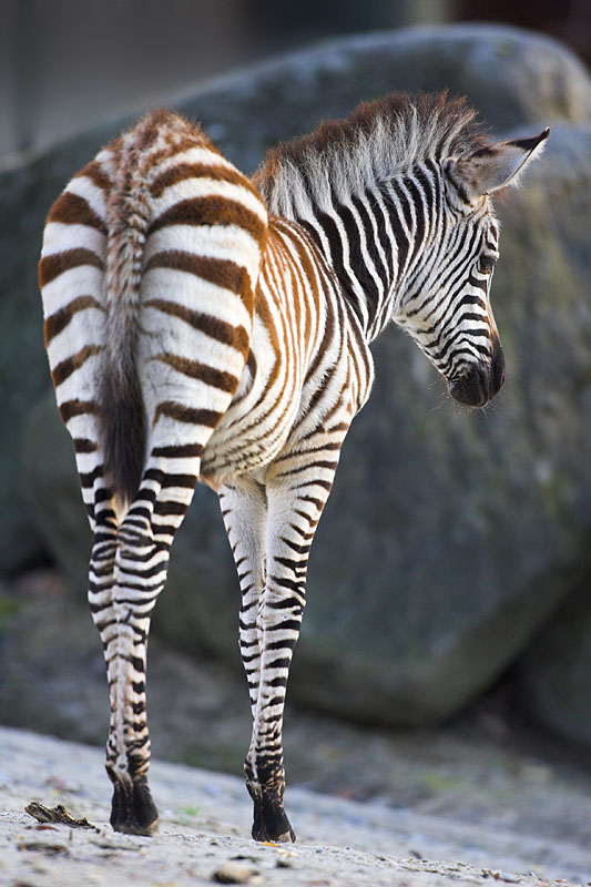 zebra031206-2.jpg