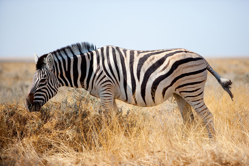 zebra041009-9.jpg