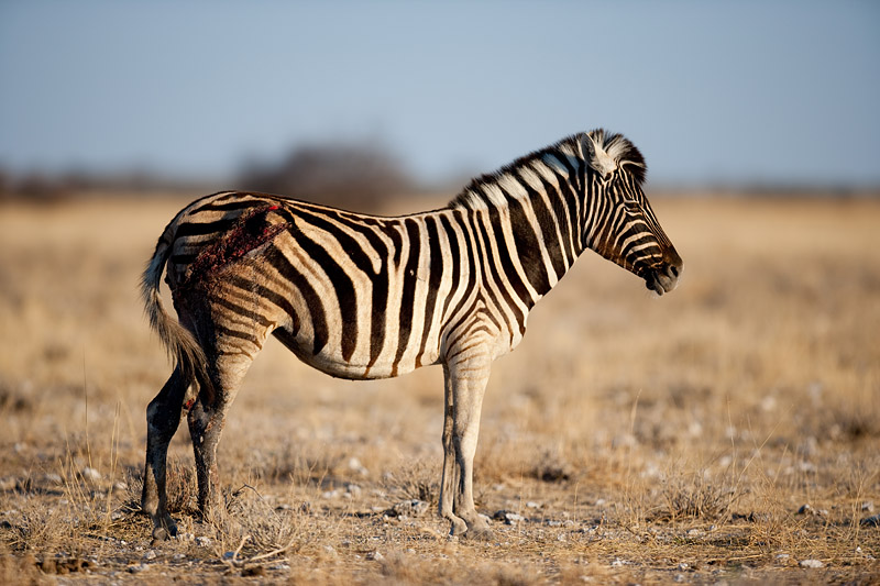 zebra061009-4.jpg