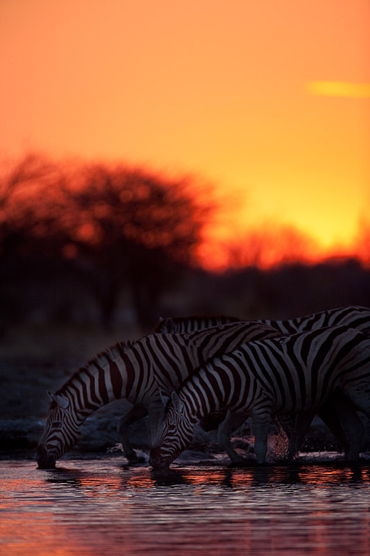 zebra091009-1.jpg