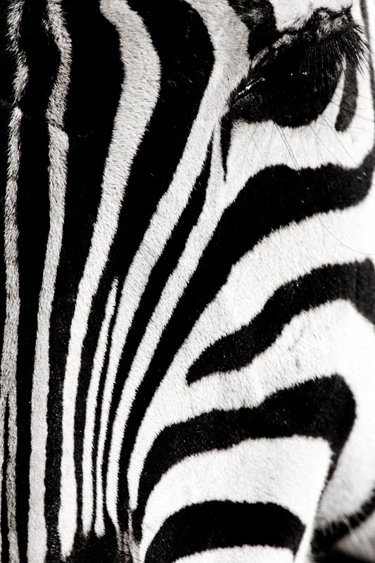 zebra161016-1.jpg