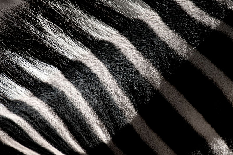 zebra161016-2.jpg