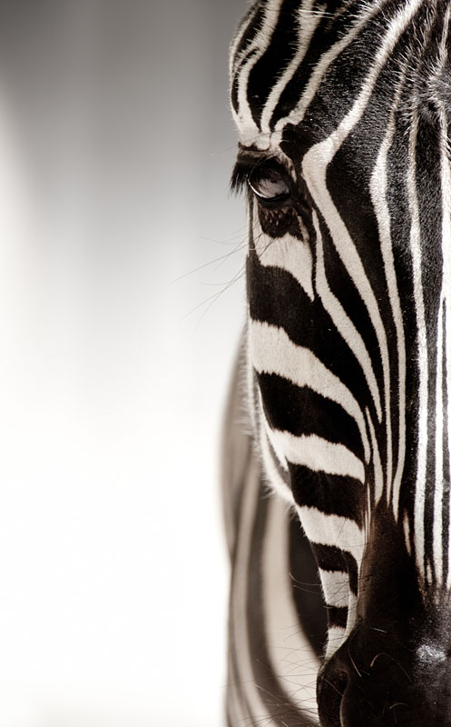 zebra161016-3.jpg