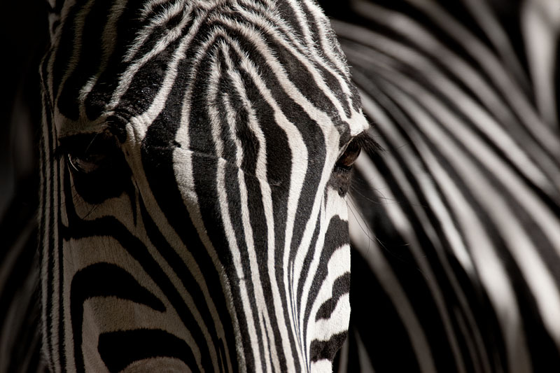 zebra161016-4.jpg