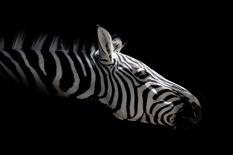 zebra161016-5.jpg