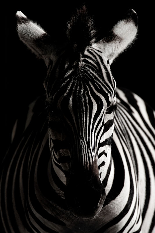 zebra161016-6.jpg