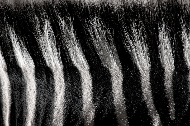 zebra161016-7.jpg