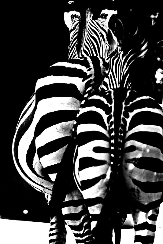 zebra230706-2.jpg