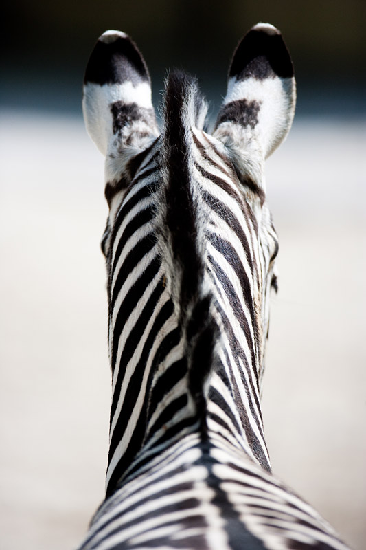 zebra240409-4.jpg