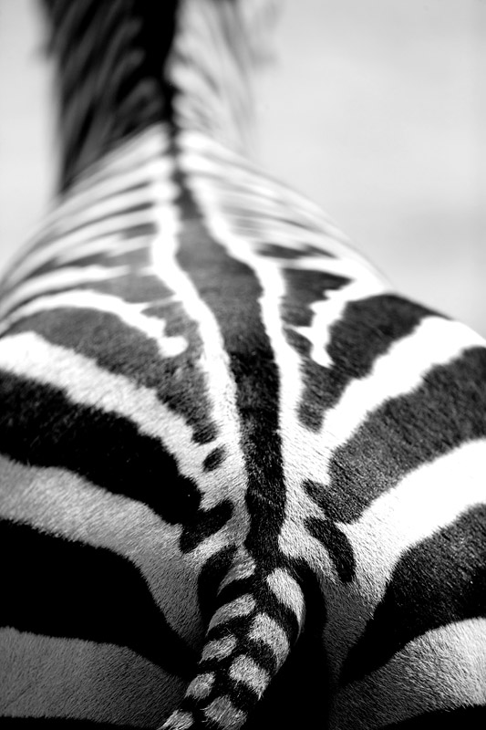 zebra240409-5.jpg