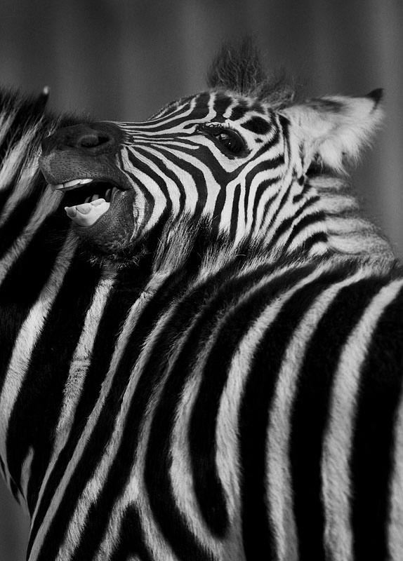 zebra260108-2.jpg