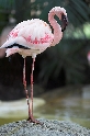 Flamingos
