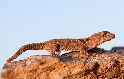 Giant-Groundgecko