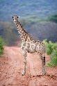 Giraffen