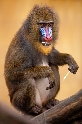 Mandrills