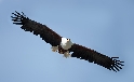 Schreiseeadler