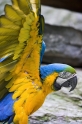 papagei030607-1