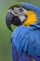 papagei030607-2