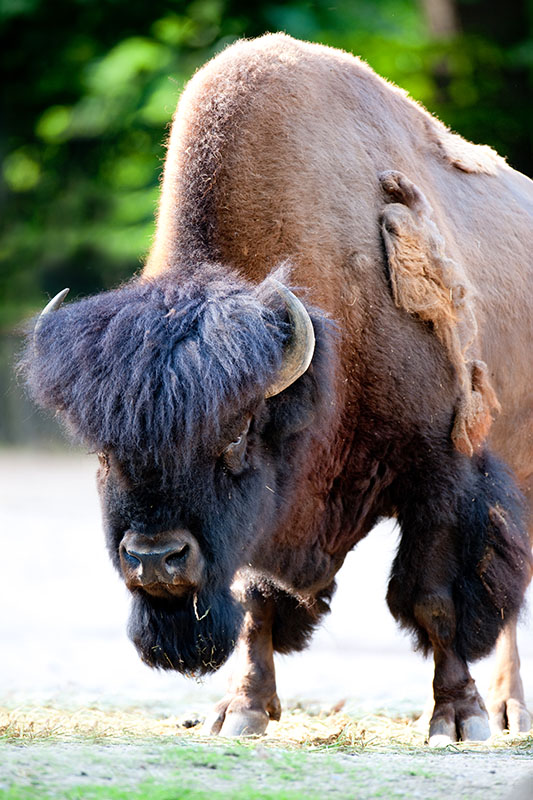 bison270618-1.jpg