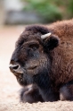 bison201215-1