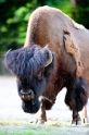 bison270618-1