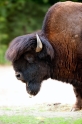 bison270618-2