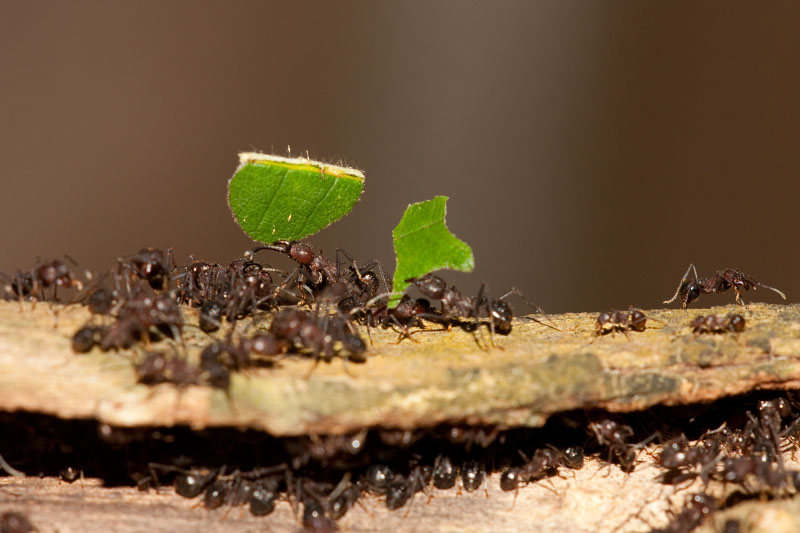 blattschneiderameisen041119-4.jpg