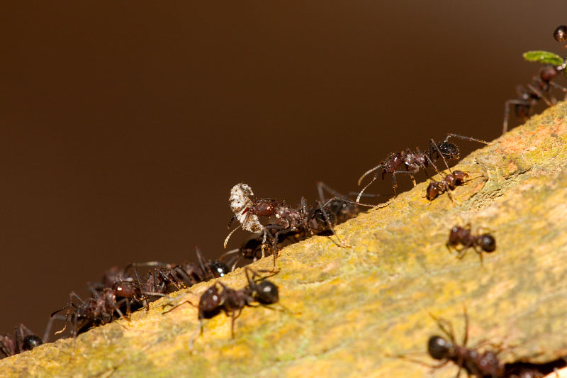 blattschneiderameisen041119-6.jpg