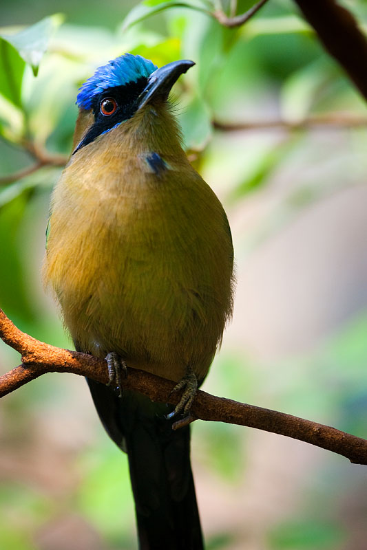 blauscheitel-motmot100109-2.jpg
