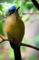 blauscheitel-motmot100109-2