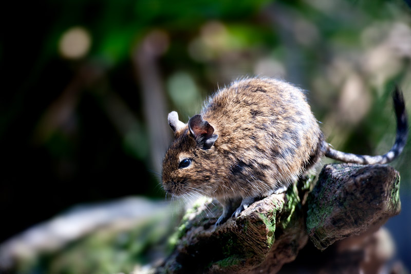 degu090409-1.jpg
