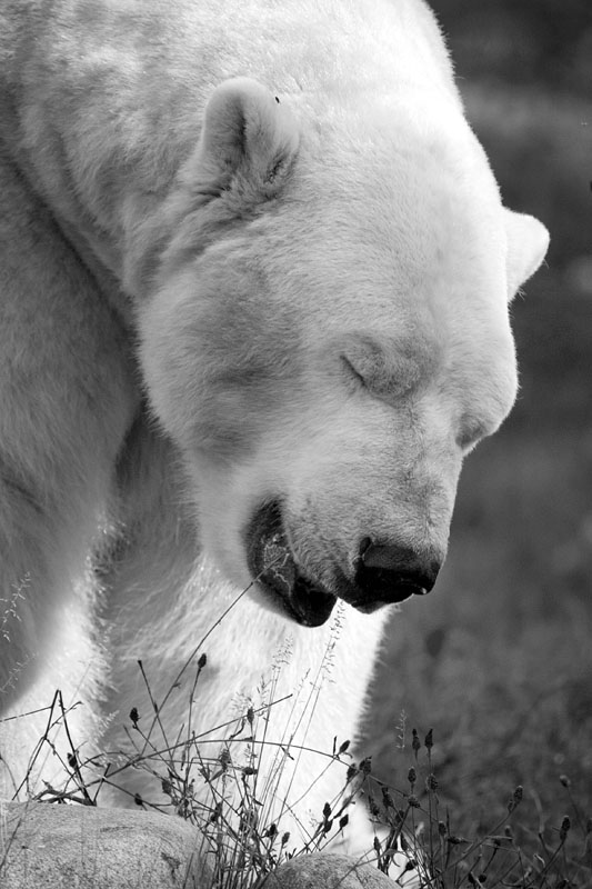 eisbaer181008-11.jpg