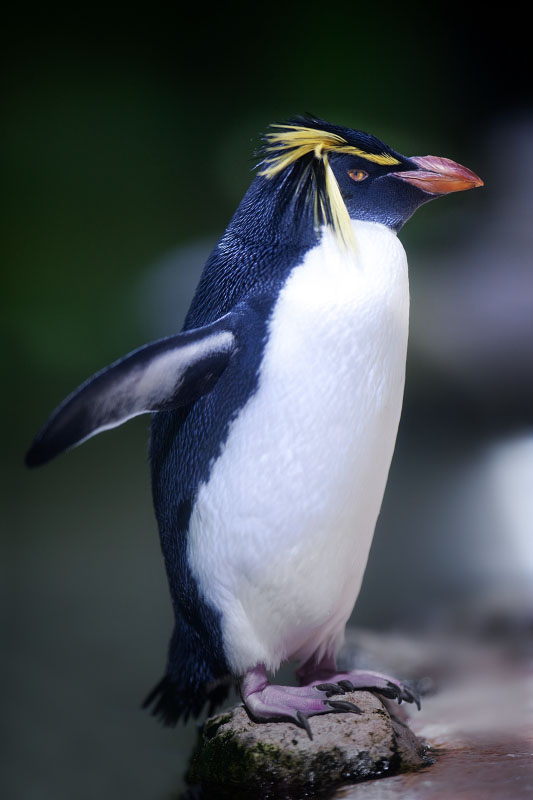 felsenpinguin210922-1.jpg