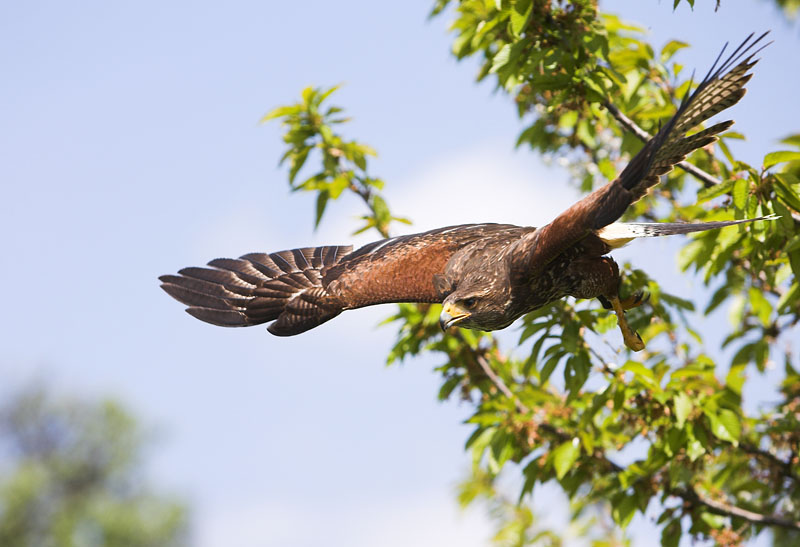harrishawk040508-1.jpg
