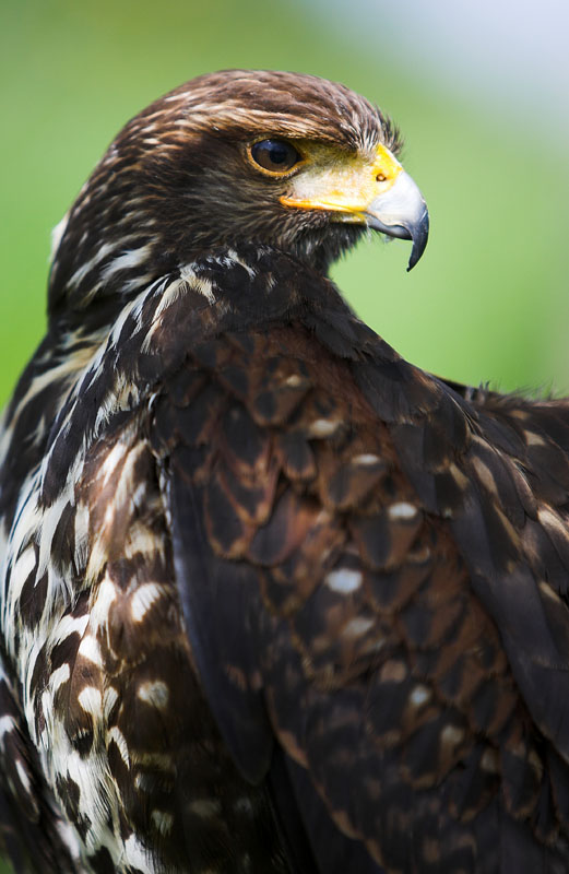 harrishawk040508-2.jpg