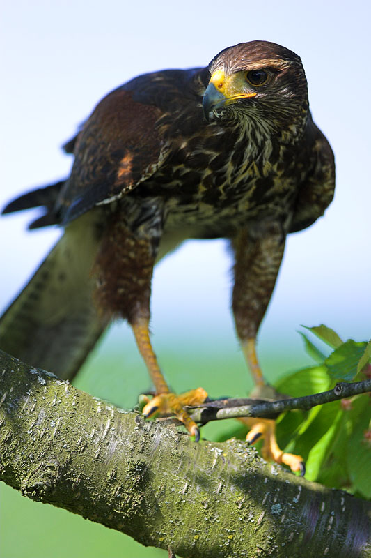harrishawk040508-5.jpg